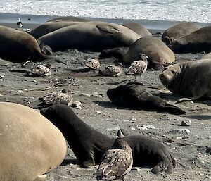 Harem of elephant seals on beach. A mix of female seals, pups and skuas