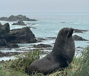 Sea lion stands on tussock covered hill, over looking water and rugged coastline