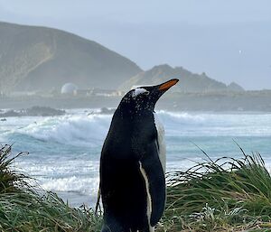 Gentoo penguin stands on nest amongst tussocks, in distance is a bay with big swell and station in the distance