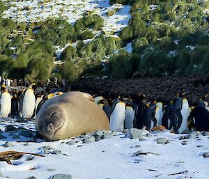 Sub-adult elephant seal lying on snow covered beach, amongst king penguin colony