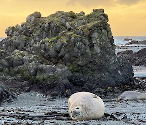 Adolescent elephant seal lies on beach with rocky outcrop behind, at sunset with orange skies