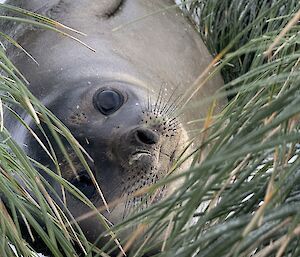 Young elephant seals lies amongst tussocks in the snow, looking at camera