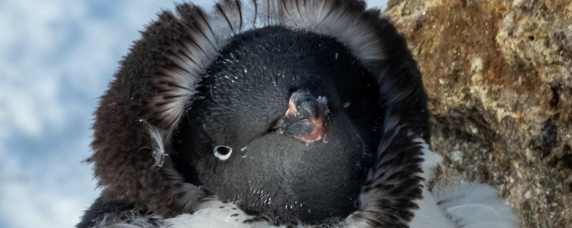 A miserable Adelie penguin in full moult. His feathers make it look like he is wearing a hooded jacketl