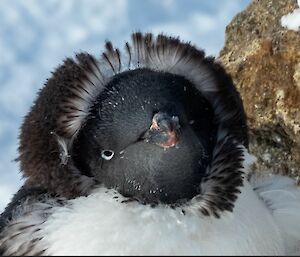 A miserable Adelie penguin in full moult. His feathers make it look like he is wearing a hooded jacketl