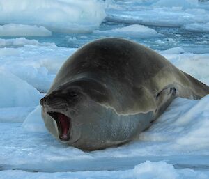 A lone elephant seal out of the ocean on newly formed sea ice