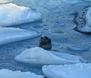 A Weddell seal stretches its head above icy waters to see what's going on