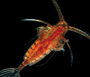 A small, elongated, orange-coloured organism with two long antennae