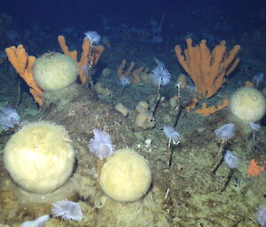 A diversity of seabed organisms including orange, fan-shaped sponges, and sea pens