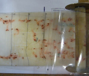 Flattened orange krill on a white sheet