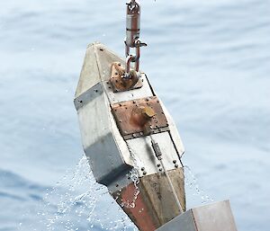A small, torpedo-shaped metal instrument being hauled out of the water