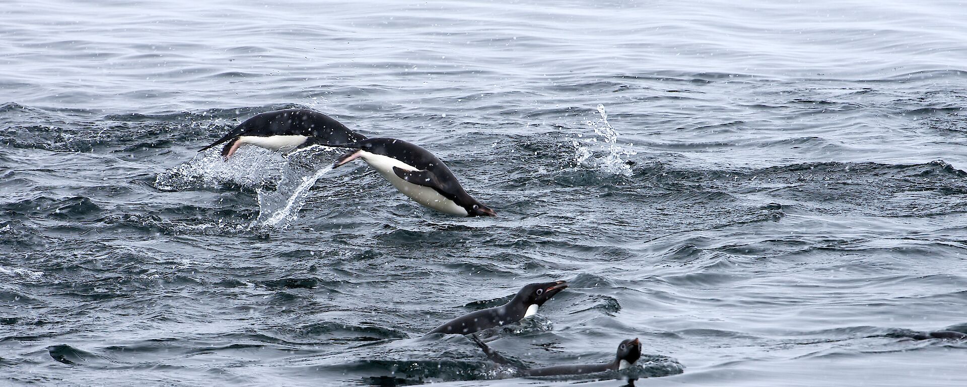 Adelie penguins porpoising out of the ocean