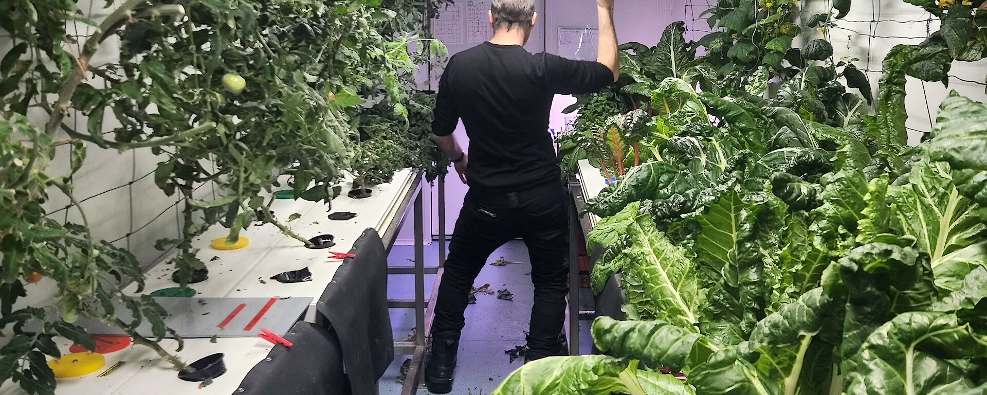 A man in black in a room surrounded by green plants, striking the "staying alive" pose