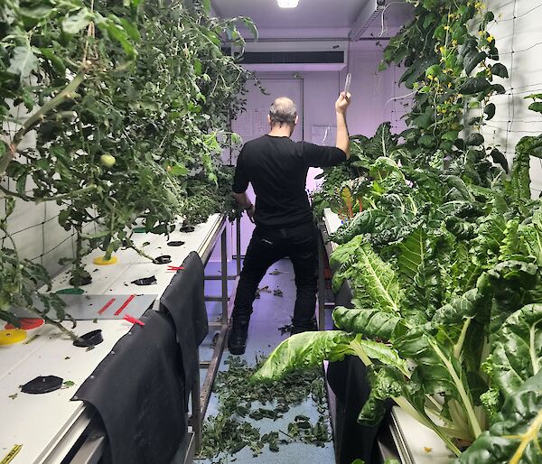 A man in black in a room surrounded by green plants, striking the "staying alive" pose