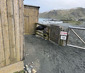 Image of the station gate and buildings, with a big sea lion trying to squeeze through the bars of the gate
