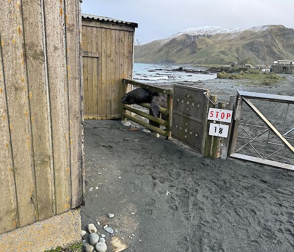 Image of the station gate and buildings, with a big sea lion trying to squeeze through the bars of the gate