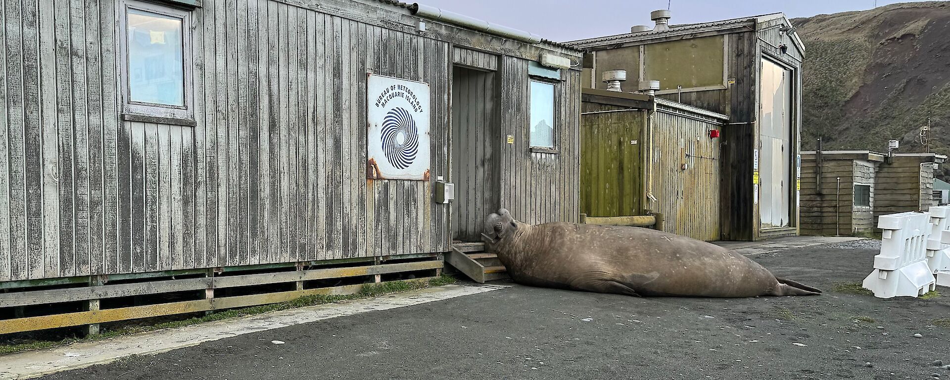 A massive elephant seal lying on the steps of a station building