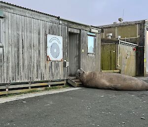 A massive elephant seal lying on the steps of a station building