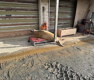 A large elephant seal lying on a wooden pallet near a building