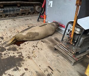 A young elephant seal lying on a wooden floor with his head near a metal crate