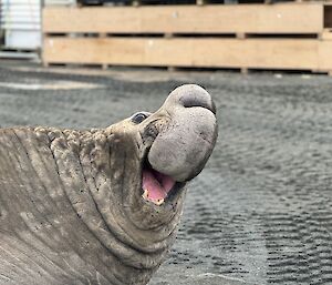Zoomed-in photo of a male elephant seal lying on the muddy ground with a huge bulbous 'nose'