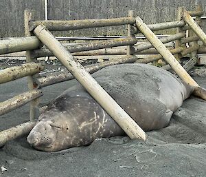 The same huge male elephant seal sleeping near a wooden station fence