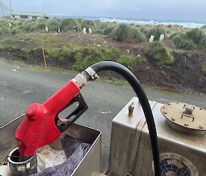 A group of gentoo penguins standing among tussock grass with a petrol pump in the foreground