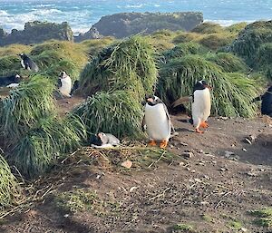 Close-up photo of a group of gentoo penguins standing in tussock grass with blue choppy sea behind them