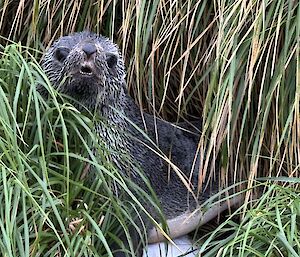 A cute fur seal in amongst tussock grass