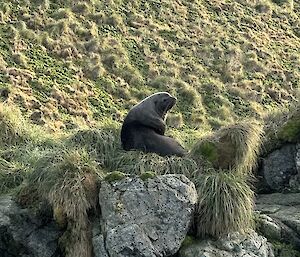A large fur seal sitting on grass