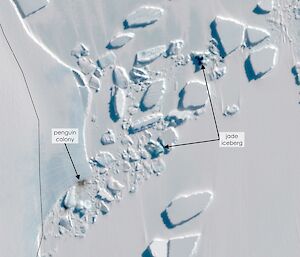 A high resolution satellite image of fast ice around various sized icebergs, and a brown smudge revealing the location of an emperor penguin colony