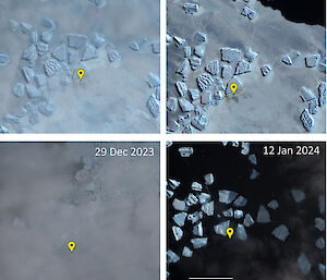 Four satellite images of ice taken between 13 December 2023 and 12 January 2024, showing the ice breaking up over time