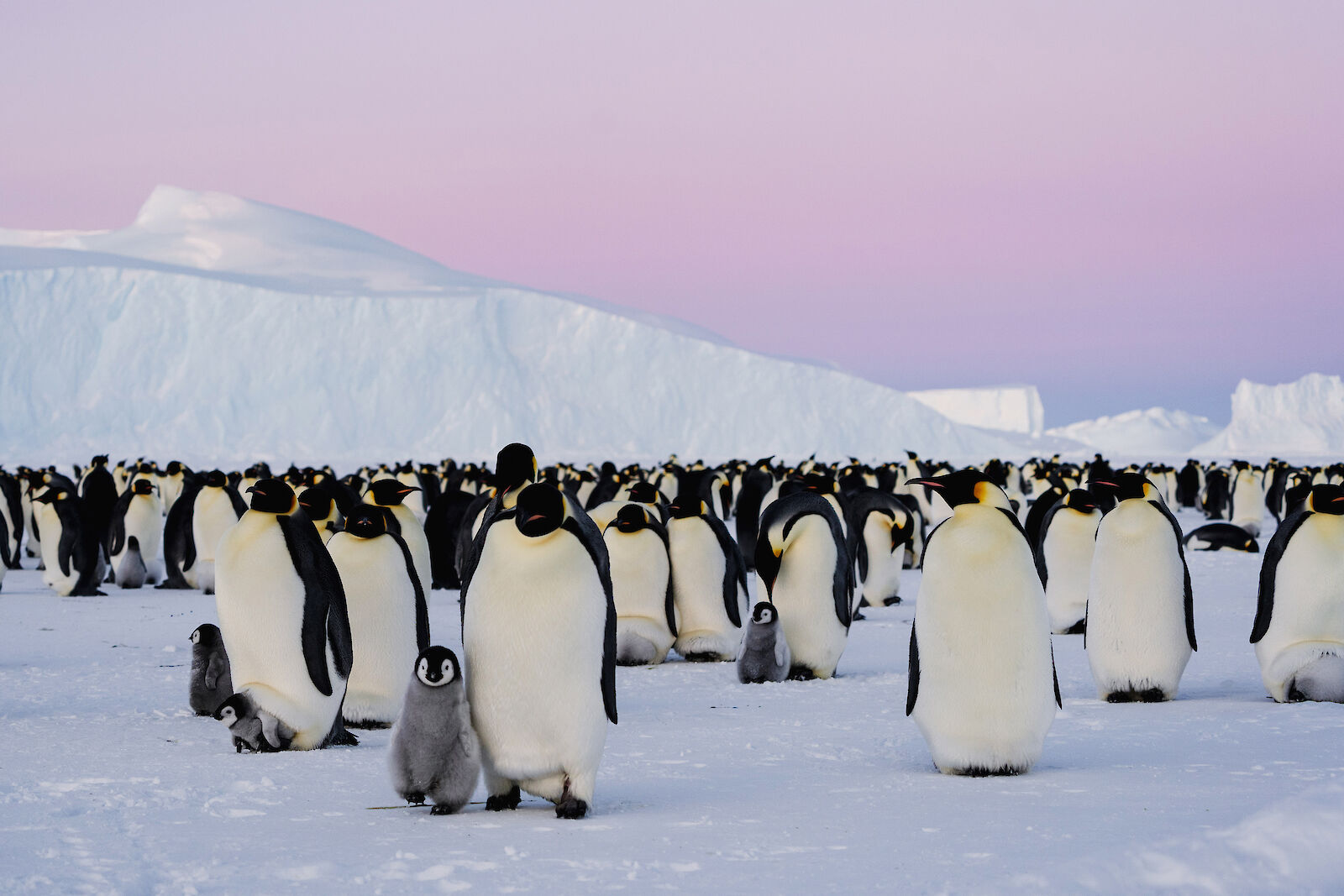 Emperor Penguin Habitat Map