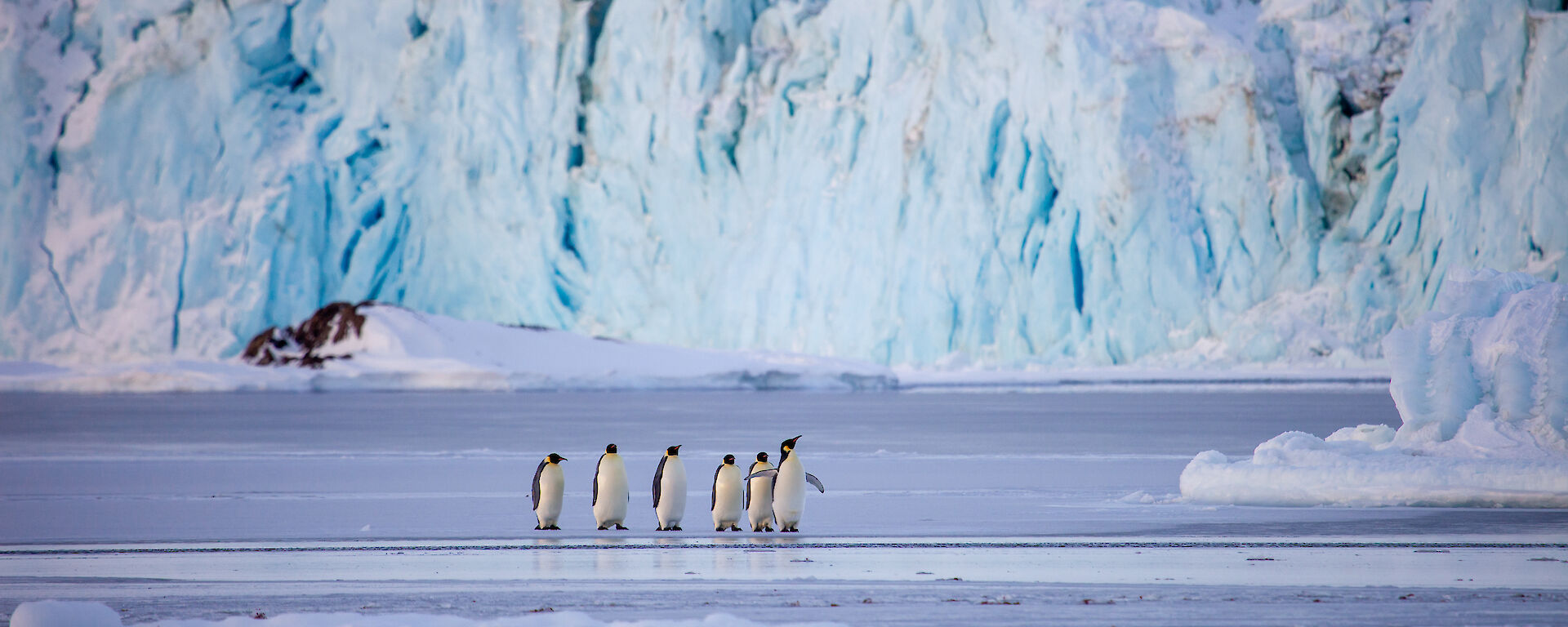 Six emperor penguins stand on an icy ground with blue and white ice cliffs behind them