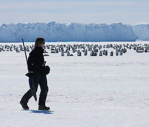 A woman walks past a distant colony of emperor penguins