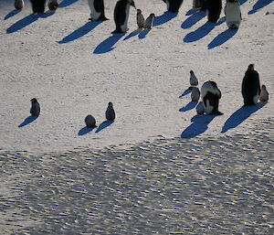 Emperor Penguins, adults and chicks at the Taylor Glacier colony