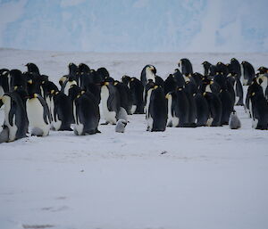 A group of adult and well fed chicks, members of the Auster emperor penguin colony on a recent visit
