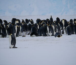 A view of the Auster emperor penguin colony showing a group of older chicks, whose parents are at sea feeding, grouped together in a creche or huddle