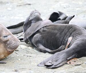 Elephant seal pup lies on back with flipper across chest, has very baggy skin and umbilical cord still attached