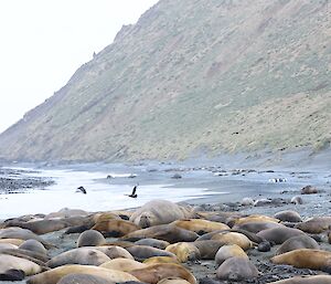 A large number of seals, adult and pup, on beach in foreground, with bay and green hills in distance