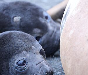Close up of faces of two elephant seal pups as they lie beside mother
