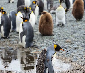 Moulting king penguin walks across foreground with scattered adult and chick king penguins stand on pebble covered ground behind