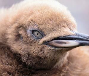 Close up of King Penguin Chick