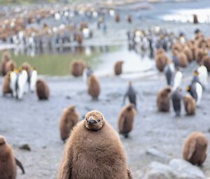 Large plump king penguin chick in foreground, with penguin colony and green slopes behind