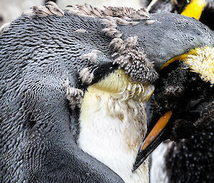 A close up of moulting king penguin