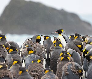 A group of moulting king penguins stand with back to camera, in the distance a small rocky island