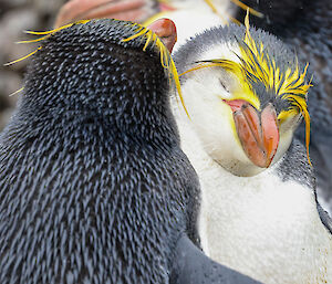 A pair of Royal Penguin stand face to face and lean against each other, the one facing camera has head bowed and eyes closed