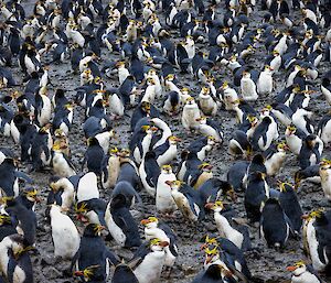 A view of the Royal Penguin colony at Sandy Bay