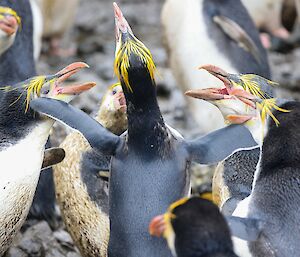 Royal penguin runs through the colony and is pecked as trying to move through