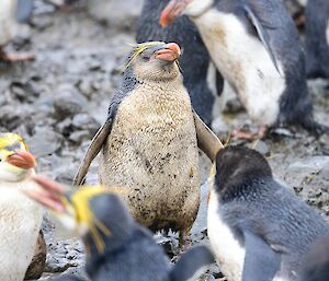 Royal penguin, covered in mud, stands in colony
