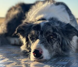 an image of Andrews dog where it lay relaxed on the floor gazing past the camera